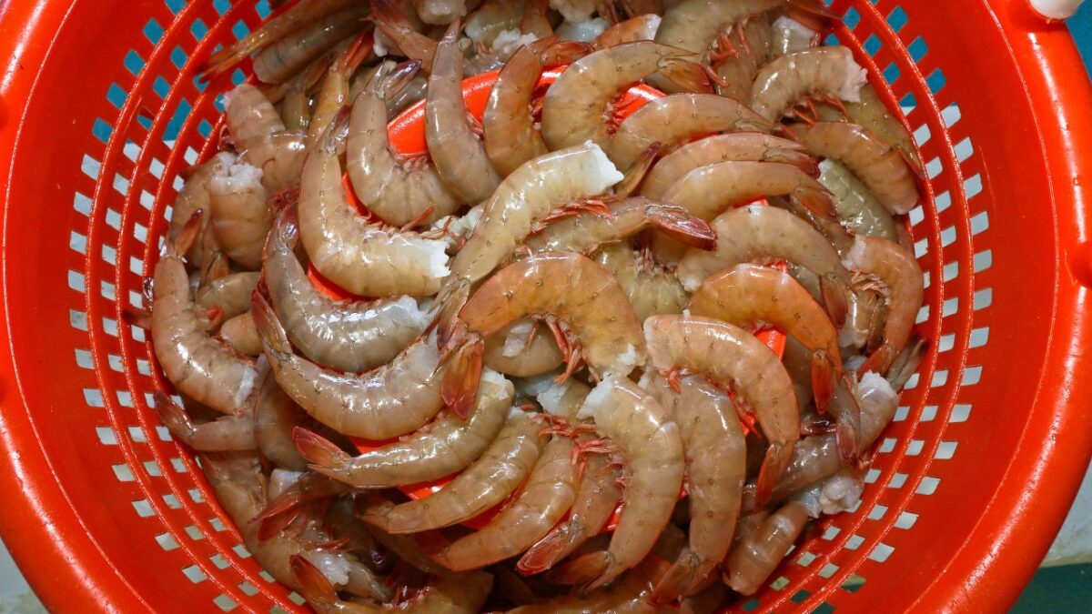Del 1 de junio al 12 de septiembre estará prohibida la pesca de todas las especies de camarón en la zona costera de Campeche y Tabasco.