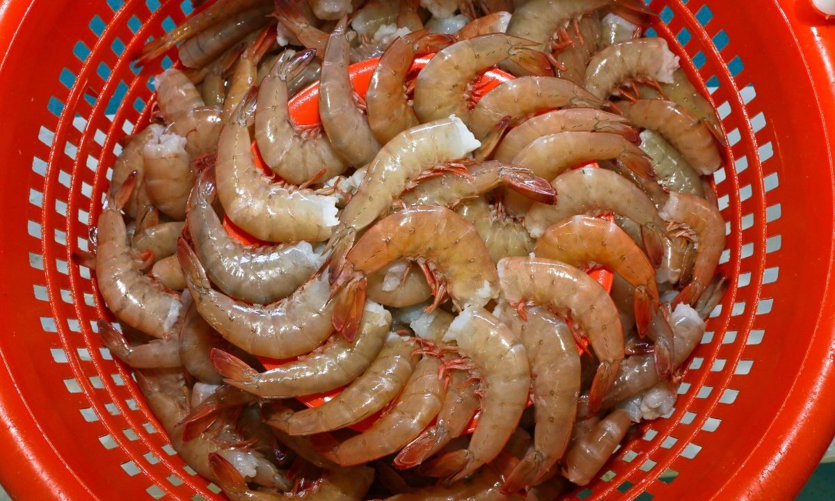 Del 1 de junio al 12 de septiembre estará prohibida la pesca de todas las especies de camarón en la zona costera de Campeche y Tabasco.