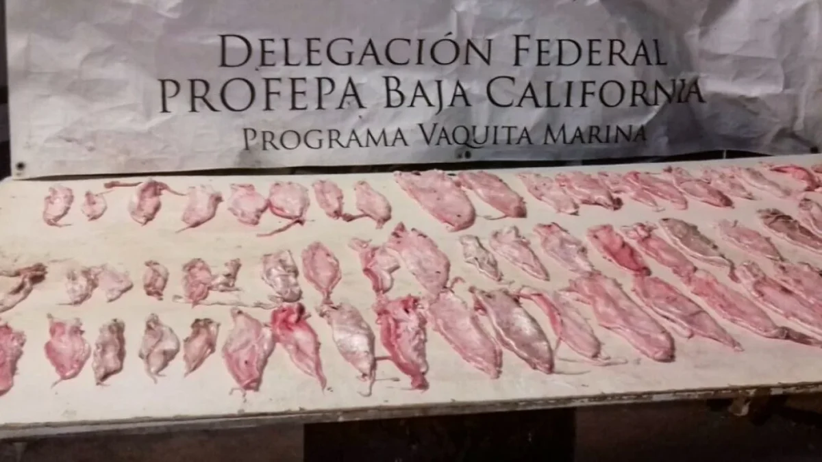 Senado aprobó la exportación de carne de totoaba de cultivo.