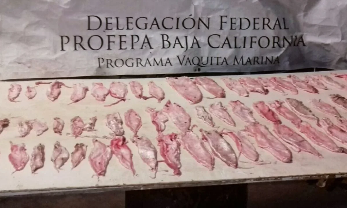 Senado aprobó la exportación de carne de totoaba de cultivo.