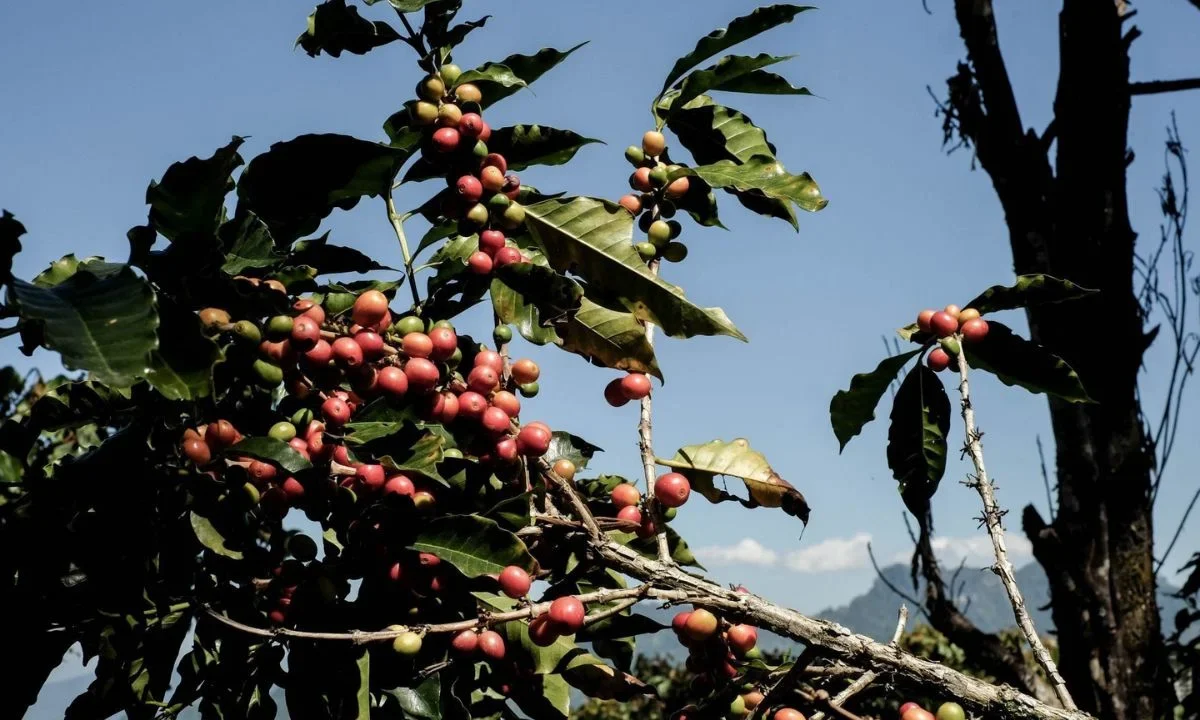 Starbucks México dona a productores 815 mil árboles de café.