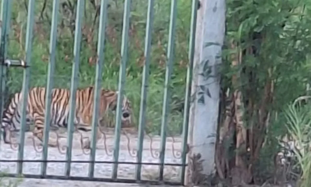 Tigre en Nuevo León, es captado paseándose por las calles
