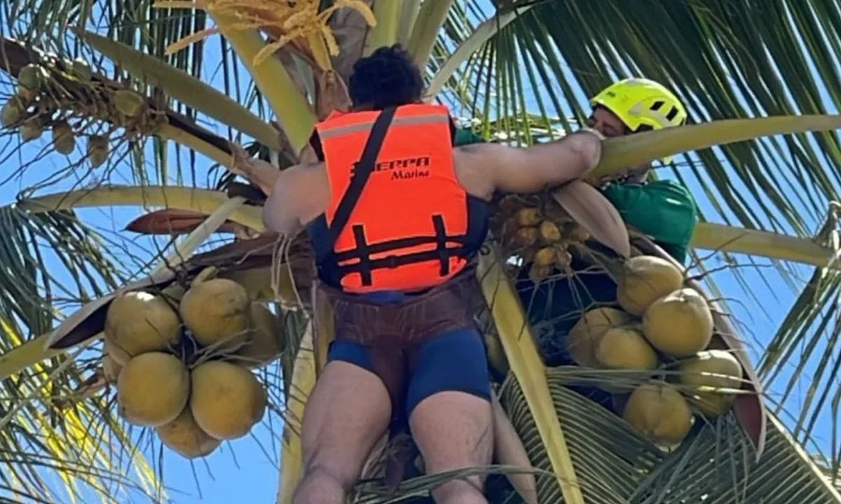 Un joven de 27 años, proveniente de Monterrey, NL, quedó atorado en una palmera en la playa de Bahía de Banderas, Nayarit.