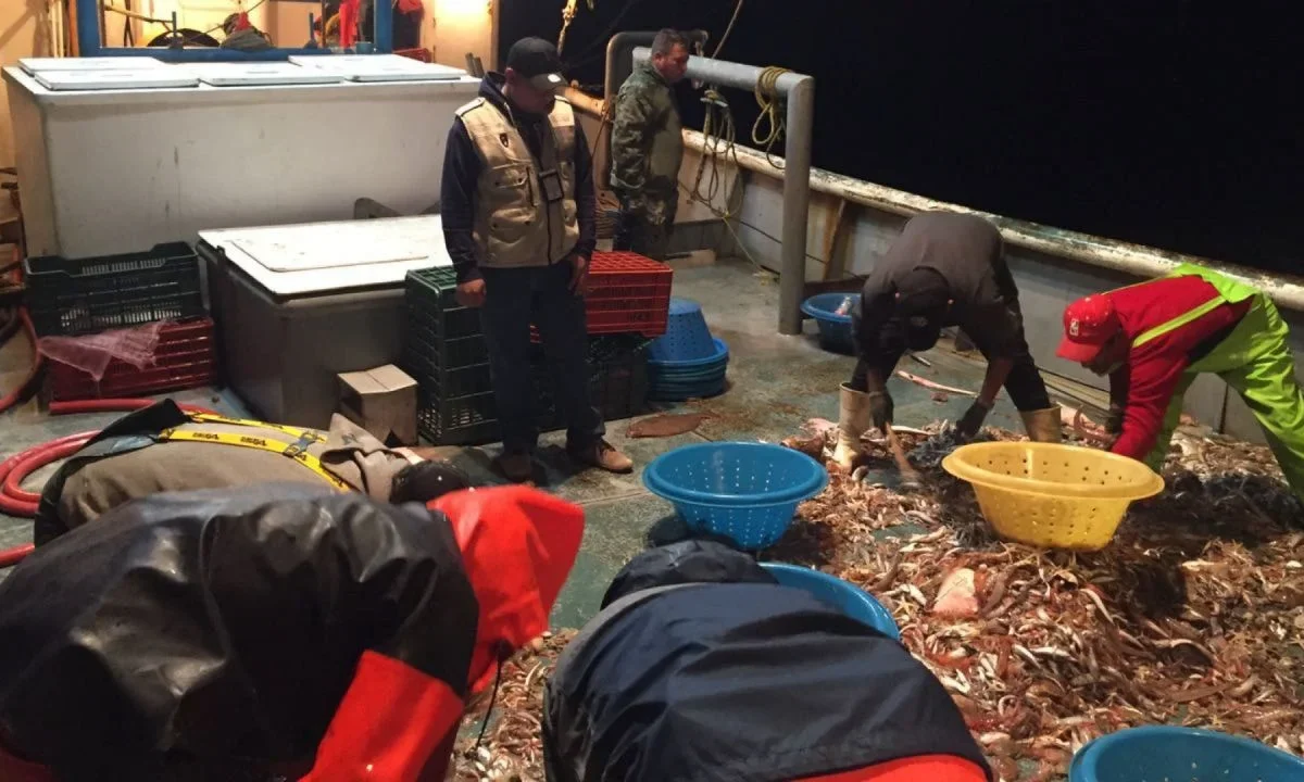 En el Senado discuten prohibición de mamíferos marinos en espectáculos y exportación de totoaba en cautiverio.