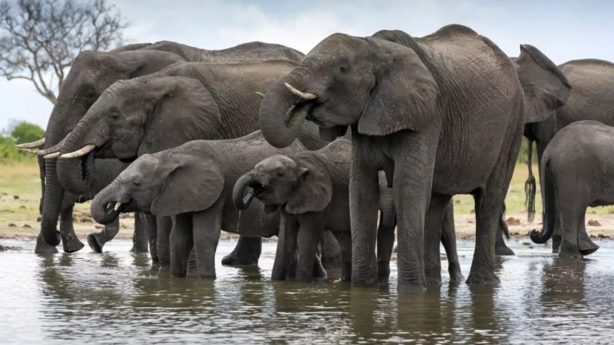 Zimbabue anuncia sacrificio de Elefantes para el consumo local