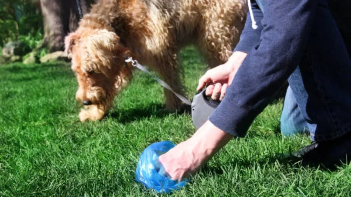 Recoger las heces de tu perro es tan importante como ponerle correa o llevarlo al veterinario