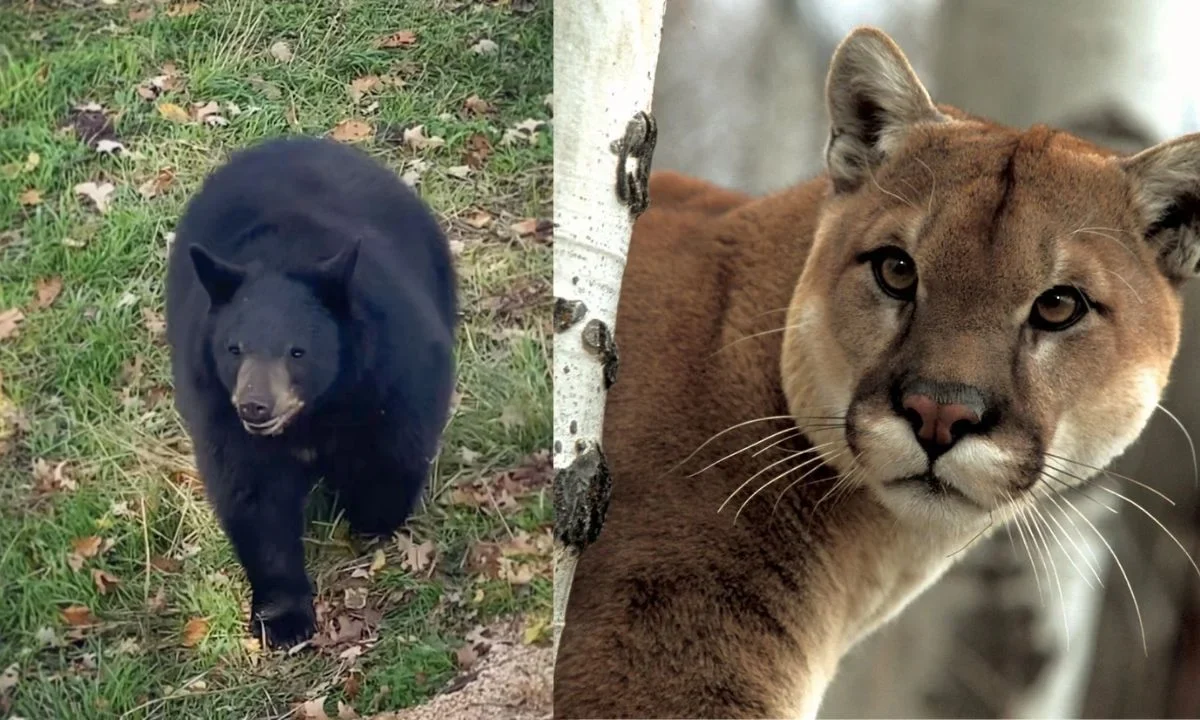 ¿Qué hacer si ves a un animal salvaje? Esto dicen las autoridades