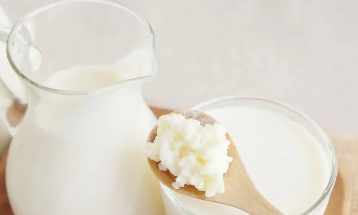 Los búlgaros de leche, también conocidos como Kéfir, se ha convertido en uno de los fermentos más valorados