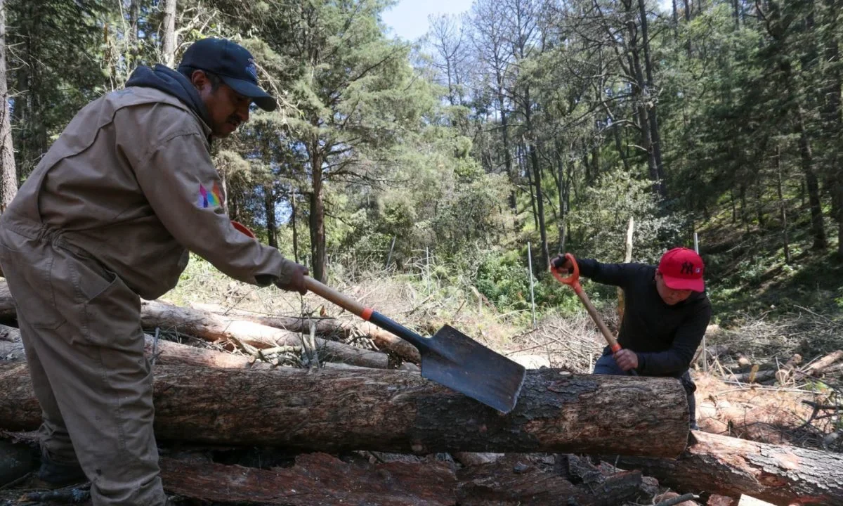 Autoridades capitalinas aseguran tener controlada la tala clandestina en Topilejo
