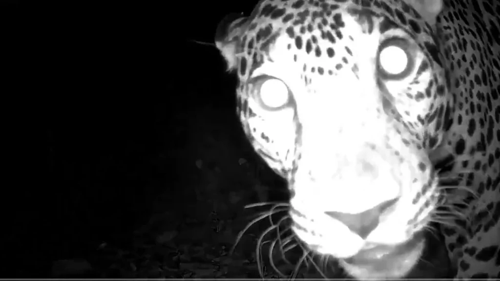 El jaguar, era el guardián de Xibalbá —el inframundo—,