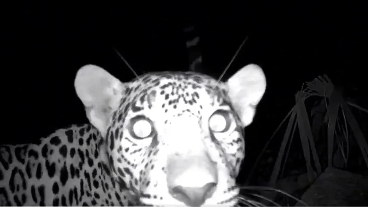 En México, el jaguar se encuentra en peligro de extinción.