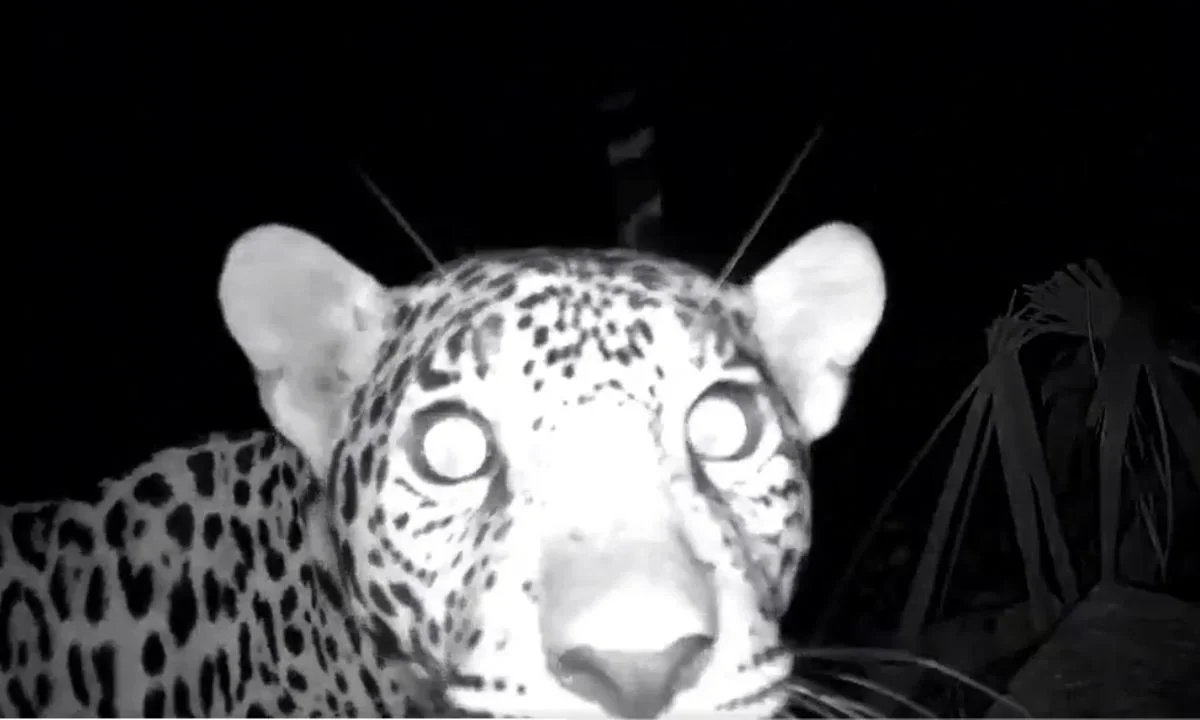 En México, el jaguar se encuentra en peligro de extinción.