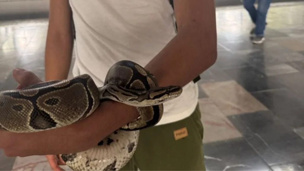 El joven de admitió haber adquirido la serpiente a través de plataformas digitales