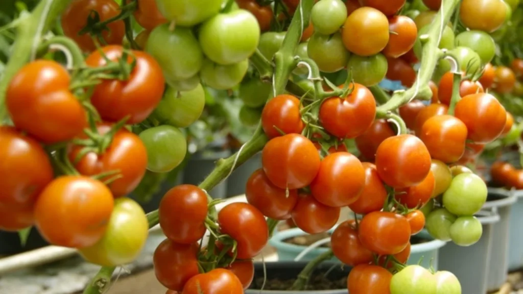 Gobierno y productores de tomate acuerdan plan integral ante cuota compensatoria. Noticias en tiempo real