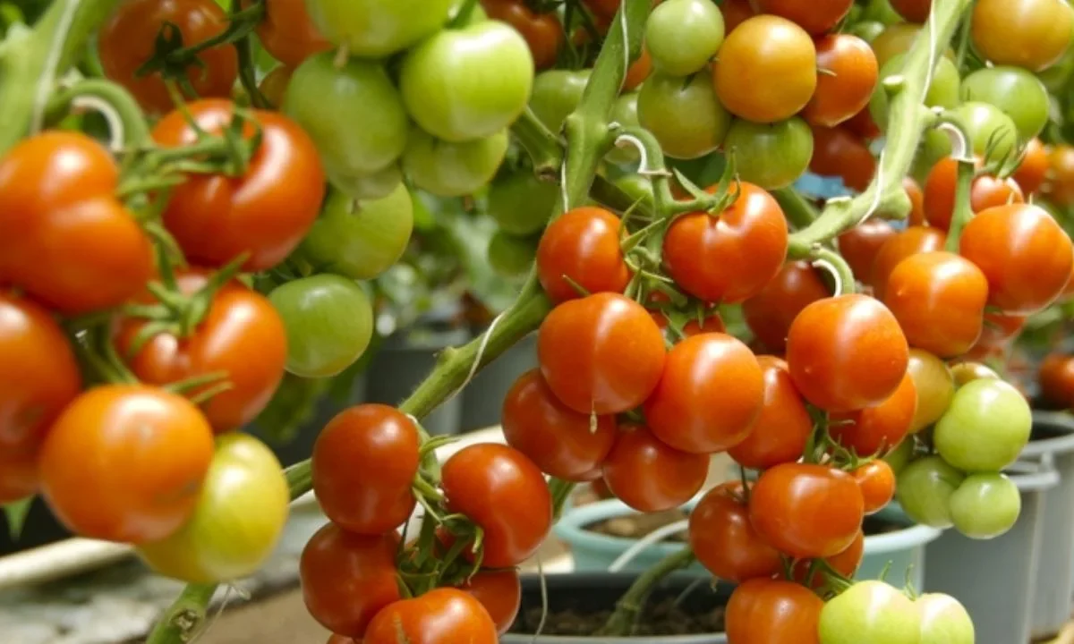 Productores de tomate mantienen preocupación por la medida tomada “unilateralmente” por el gobierno de Donald Trump