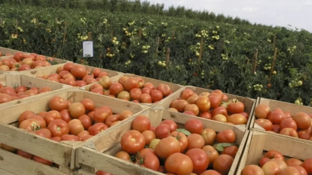 Productores de tomate mantienen preocupación por la medida tomada “unilateralmente” por el gobierno de Donald Trump