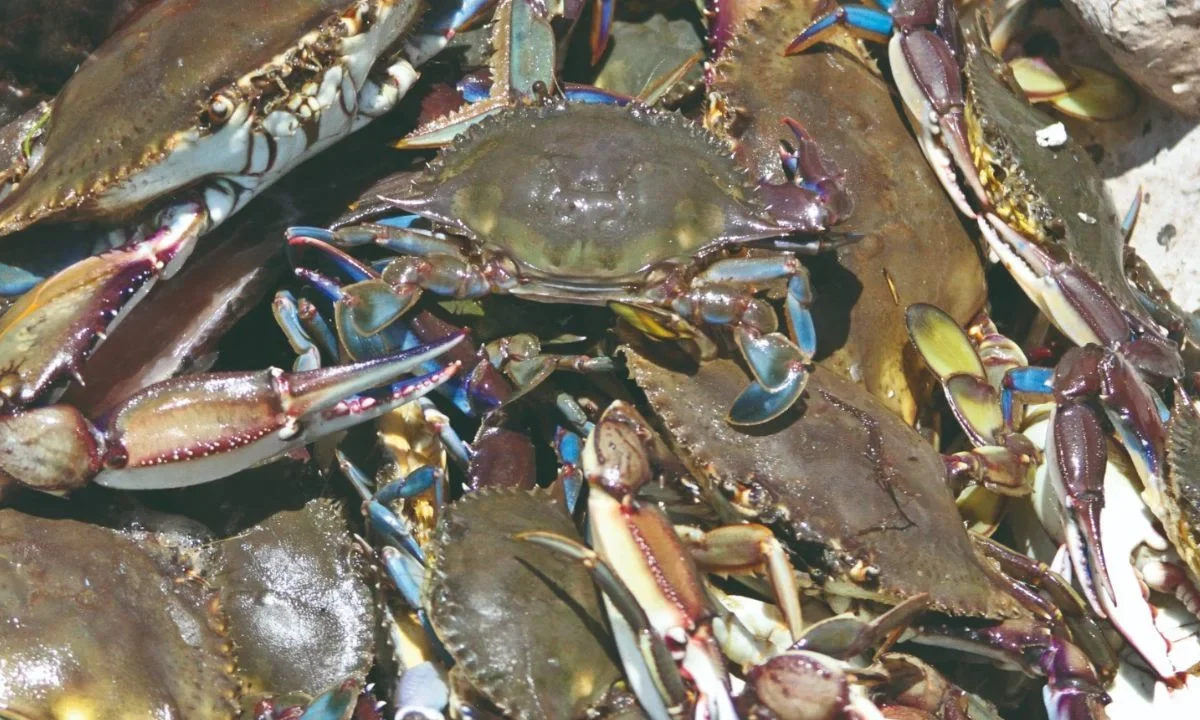 La temporada de captura de jaiba estará sin veda en aguas de jurisdicción federal del Golfo de California