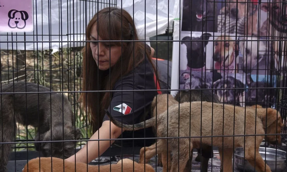 Ponen en marcha agencia de investigación contra maltrato animal en CDMX