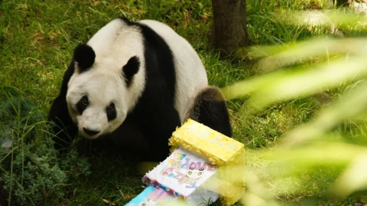 Xin Xin, la panda gigante de Chapultepec y última ejemplar de México