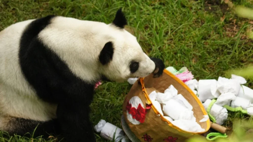 El Gobierno capitalino revisa la posibilidad de tener más ejemplares de panda