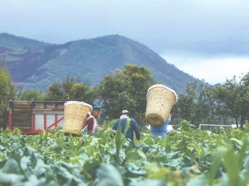 Afectaciones por lluvias impulsan costo de frutas y verduras