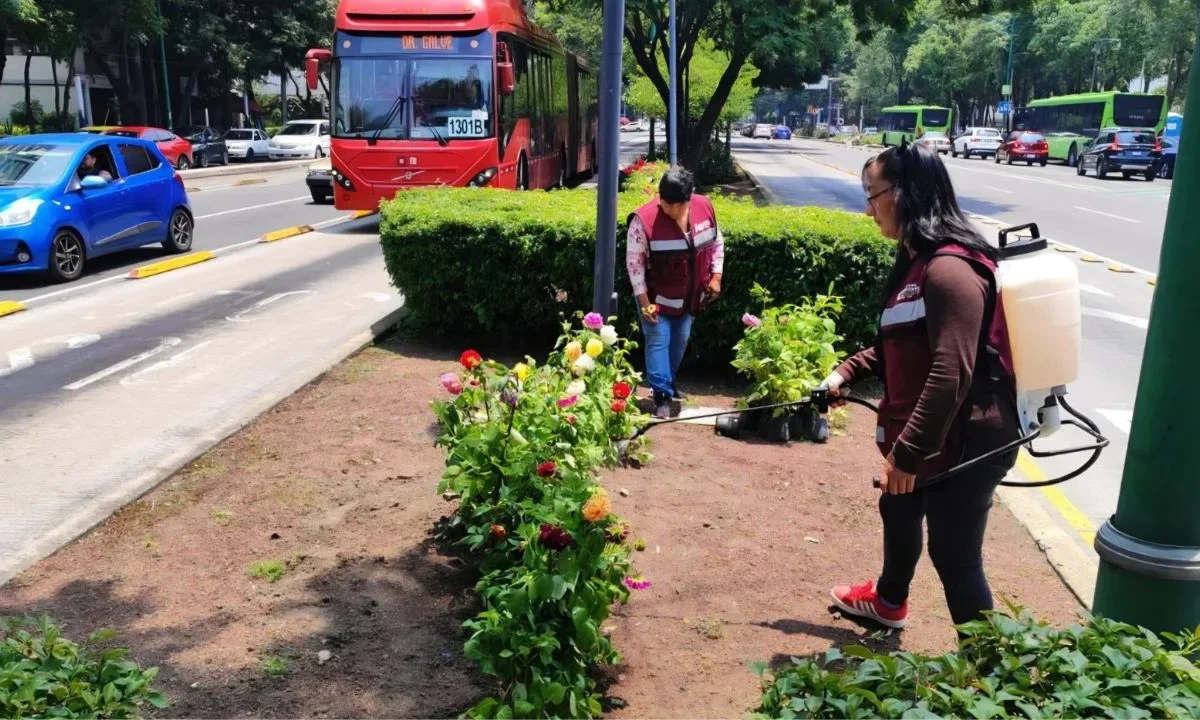 La Álvaro Obregón arranca el plan de embellecimiento con dalias en avenida Insurgentes Sur.