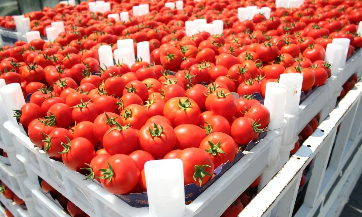 Aranceles al tomate pueden dejar afectaciones por 8 mil 300 mdd, advierte la firma Mundi.