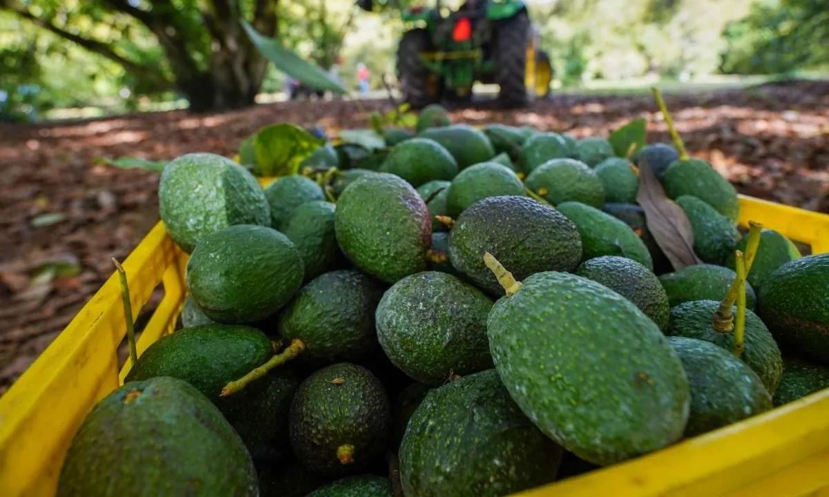 México y Brasil firman convenio para el envío de aguacate Hass a aquel país a través de un Plan de Trabajo Operativo.