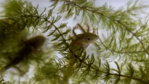 La introducción de peces como la lubina o la carpa que depredan sus huevos