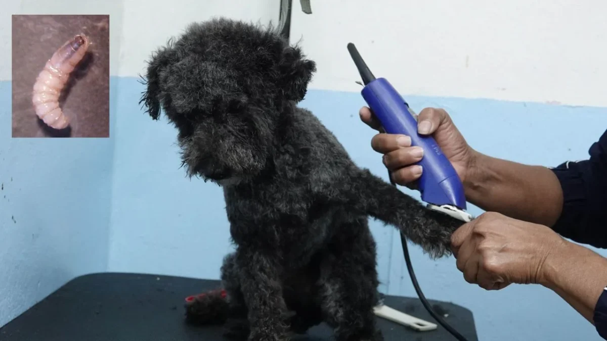 El consultorio veterinario que comunicó el hallazgo de la mascota infectada por el gusano barrenador instó a colegas a reforzar protocolos.
