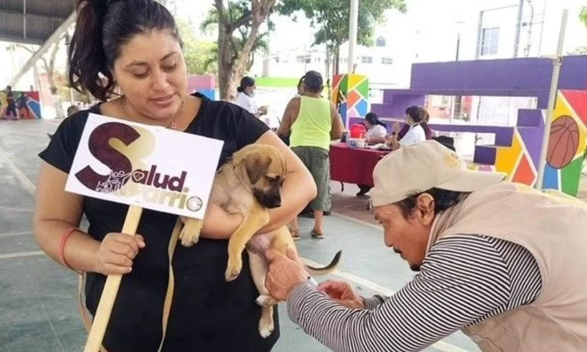 Continúan las jornadas de vacunación antirrábica canina y felina en el estado de Campeche.