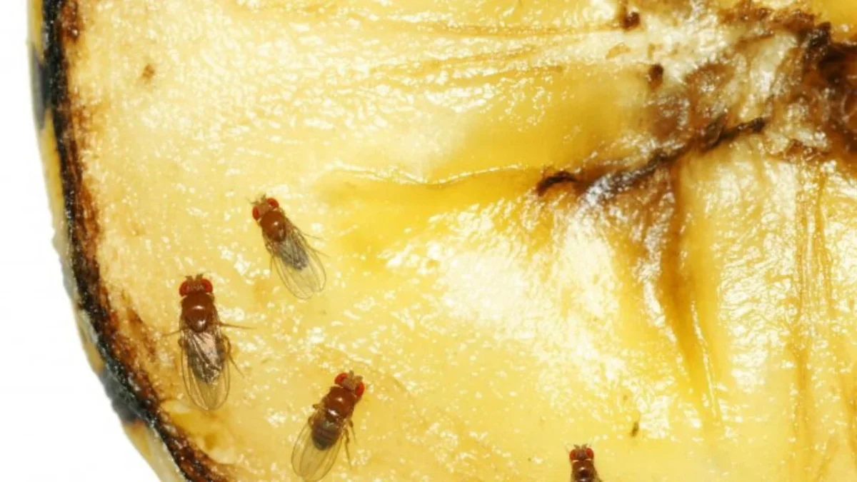 Control de plaga de la mosca de la fruta cuesta mil mdp: Agricultura