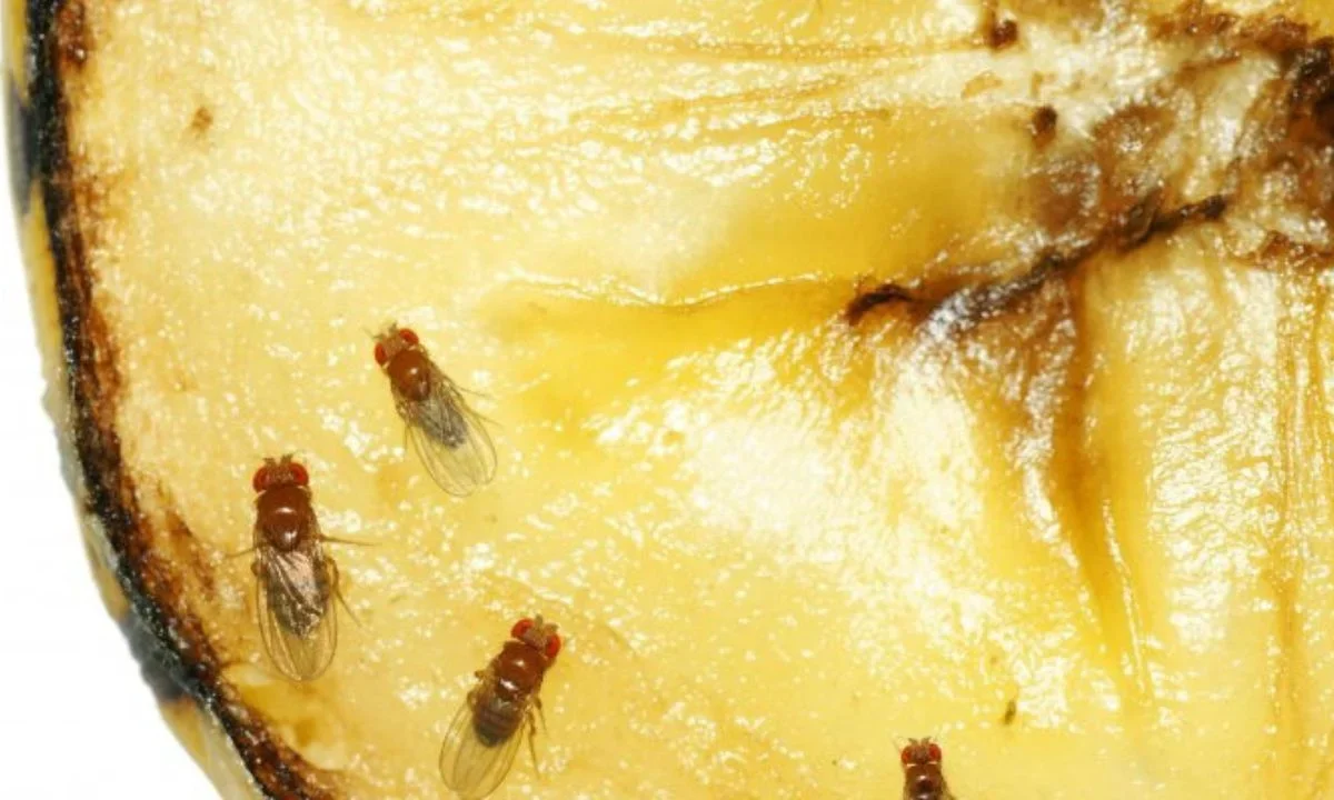 Control de plaga de la mosca de la fruta cuesta mil mdp: Agricultura
