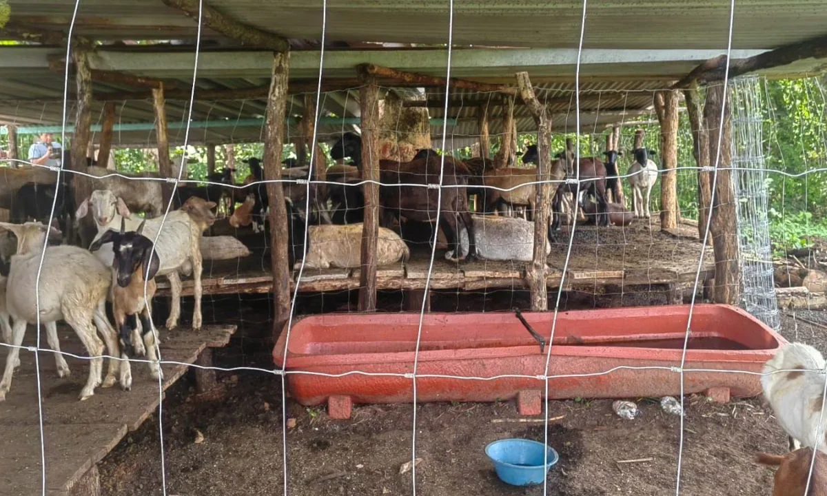La Sensica revisó las 120 cabezas de ganado libres de gusano barrenador en Oaxaca, de las que no se acreditó su entrada legal al país.