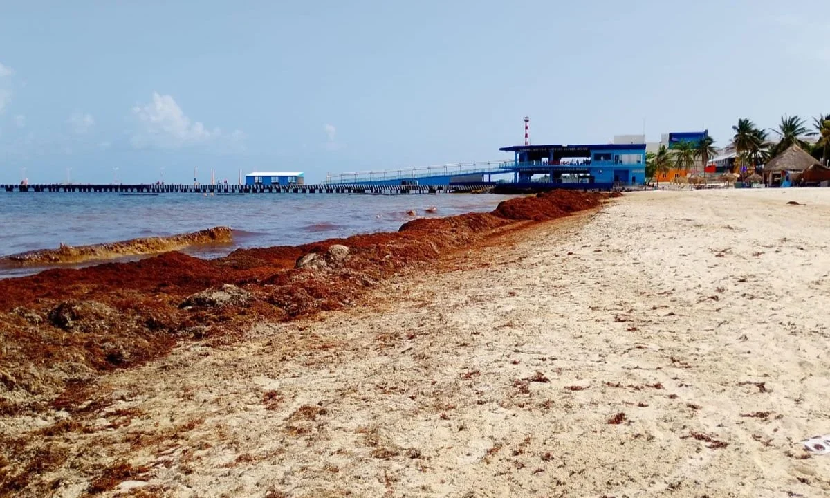 En pleno verano, los arenales de Playa del Carmen lucen vacíos de turistas y llenos de sargazo. 