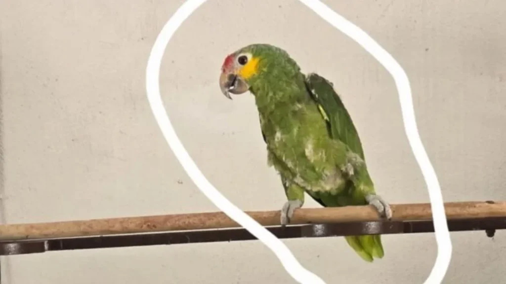 La decoloración ilegal de loros se detectó por primera vez en Yucatán, luego de que la Profepa entregara dos ejemplares al Proyecto Santa María.