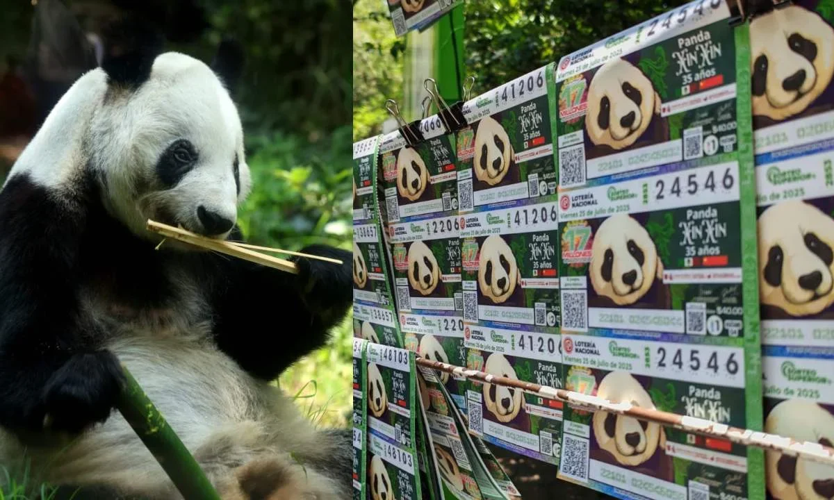 Este miércoles, develaron un billete de lotería conmemorativo de Xin Xin, la panda de Chapultepec.