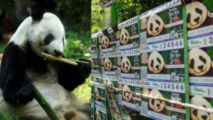 Este miércoles, develaron un billete de lotería conmemorativo de Xin Xin, la panda de Chapultepec.