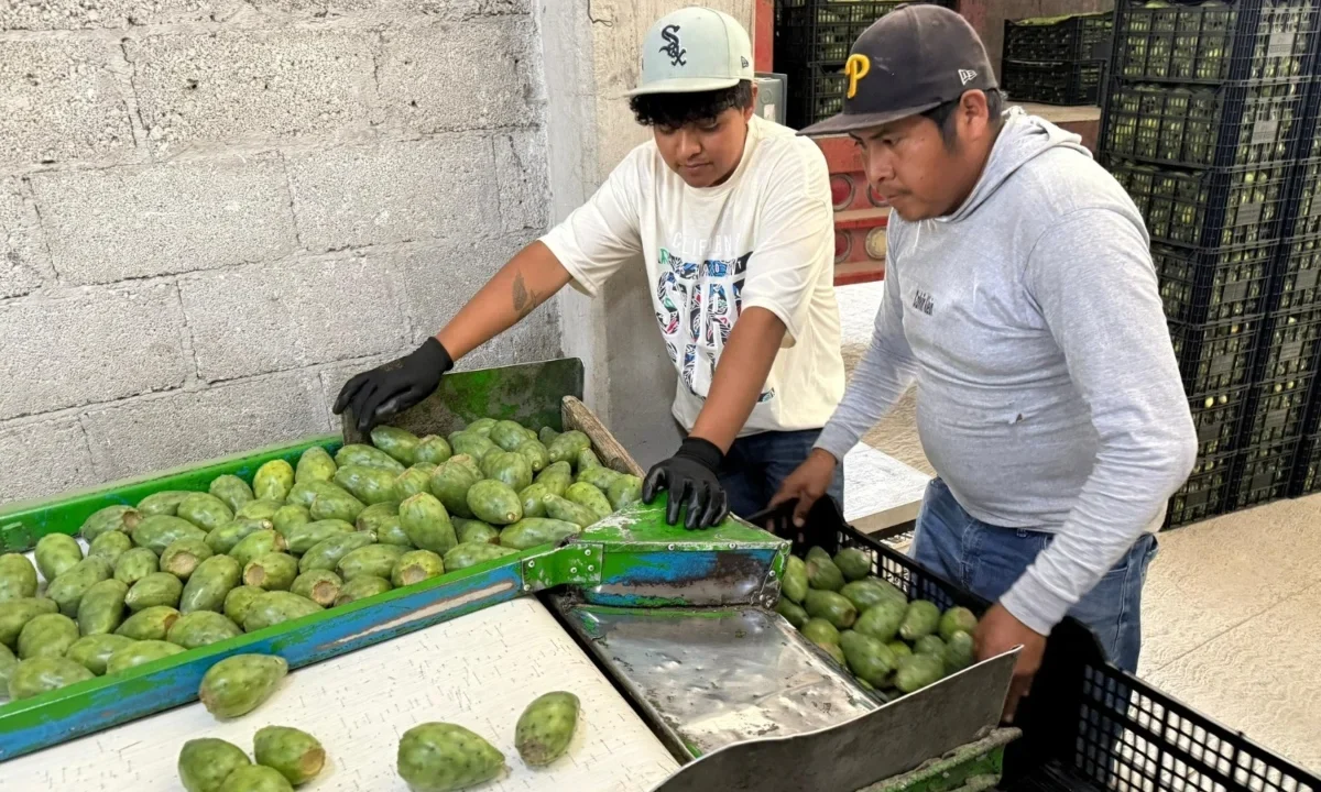 Agricultores de San Sebastián Villanueva celebraron el envío de su primer cargamento de nopales y tunas a Estados Unidos.