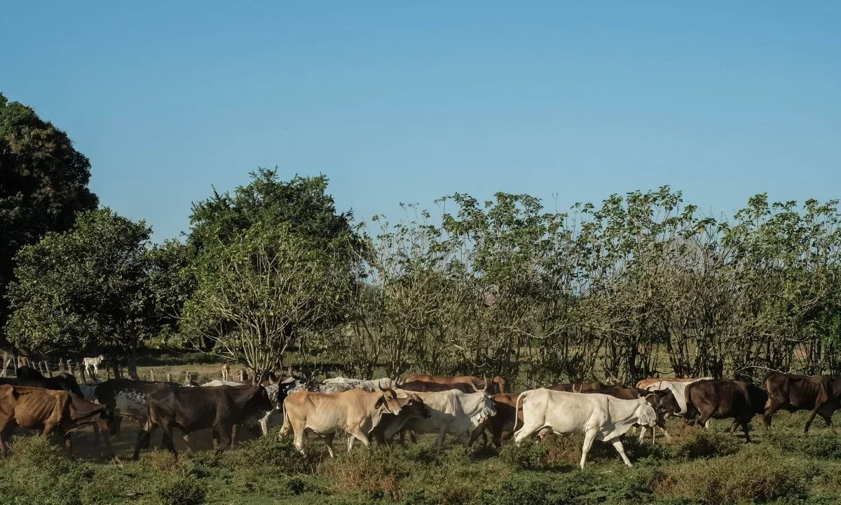 Douglas, Arizona, será el primer punto en permitir nuevamente la entrada de bovinos en pie a norteamérica