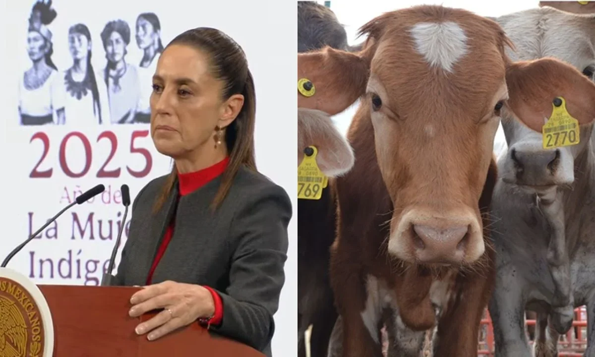 Tras cierre de frontera al ganado mexicano, Sheinbaum lo considera una medida exagerada.