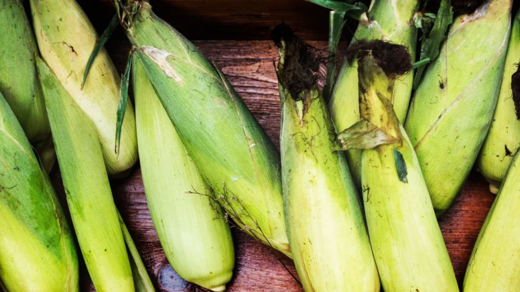 Descubre todos los detalles de la próxima Feria del Elote y la Tortilla 2025 que se realizará en la CDMX y disfruta su oferta gastronómica.