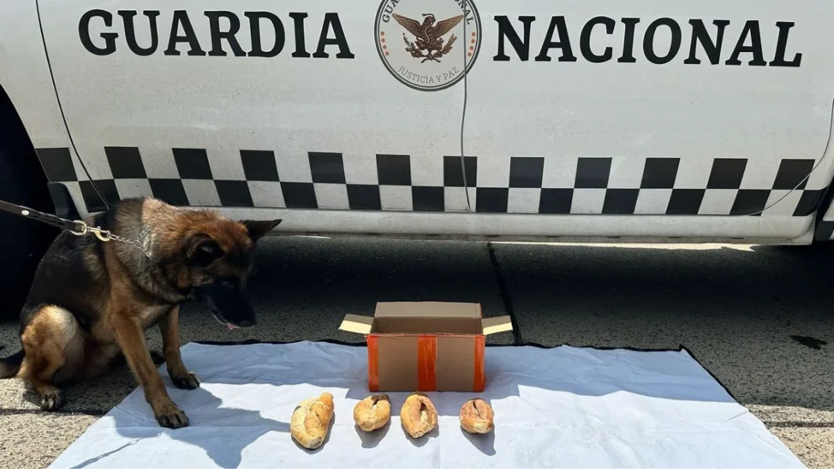 En Jalisco, elementos de la Guardia Nacional (GN) aseguró un paquete de bolillos rellenos de cocaína.