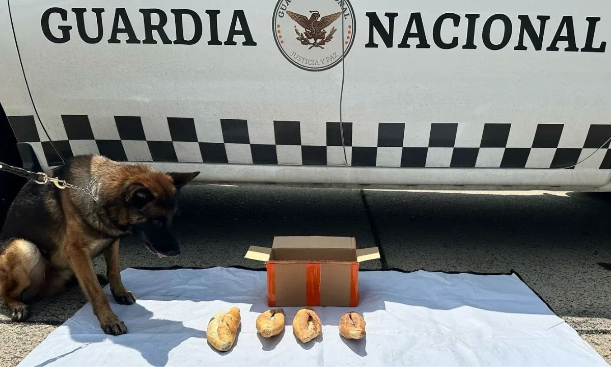 En Jalisco, elementos de la Guardia Nacional (GN) aseguró un paquete de bolillos rellenos de cocaína.