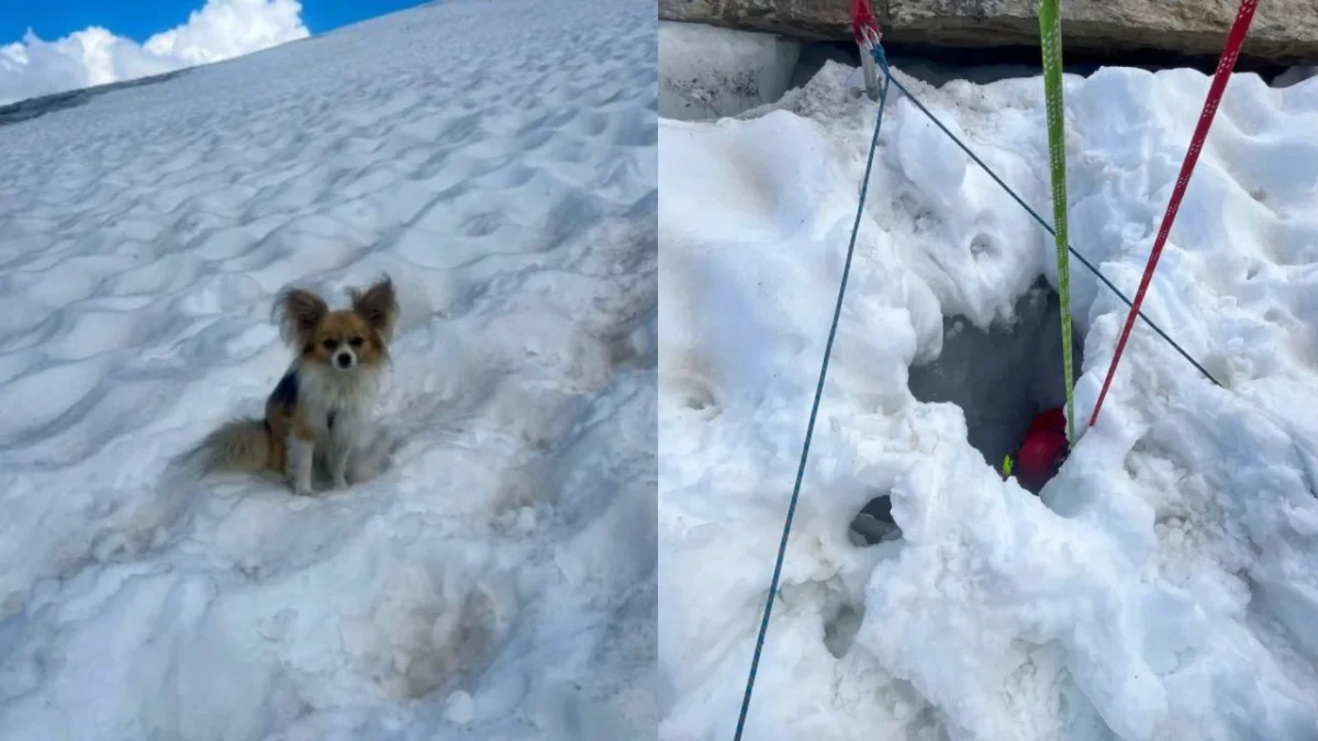 Un perro chihuahua ayudó a socorristas a encontrar a su dueño, caído en la fractura de un glaciar en Suiza, informaron el domingo los equipos de rescate.