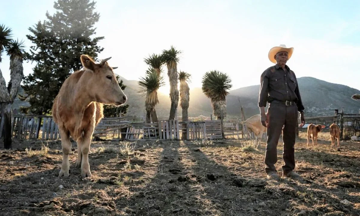 La Secretaría de Agricultura (Sader) informó que se reanudó la exportación hacia los Estados Unidos desde la estación cuarentenaria de Agua Prieta, Sonora, con un cargamento de cerca de 900 cabezas de ganado.