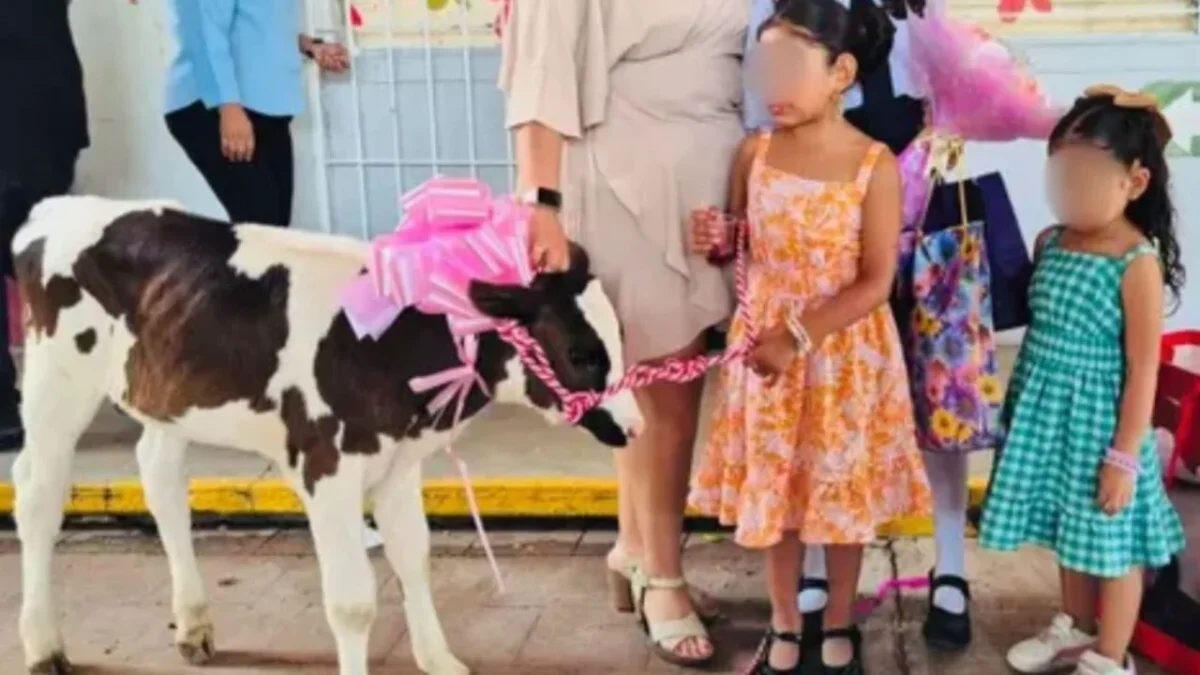La madrina de la niña, estudiante de primaria que recibió el becerro vivo, lo llevó a la ceremonia adornado con un moño rosa y un lazo.