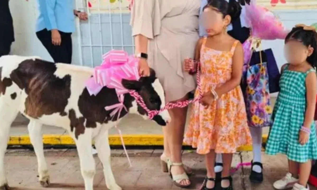 La madrina de la niña, estudiante de primaria que recibió el becerro vivo, lo llevó a la ceremonia adornado con un moño rosa y un lazo.