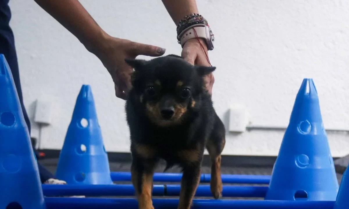 Conoce cuáles son los centros de adopción canina en CDMX