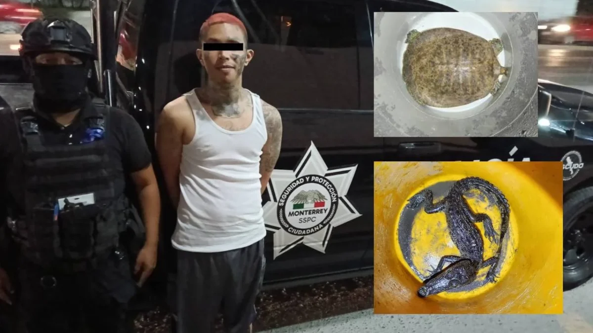 Por andar brincando en las azoteas, un hombre fue detenido en Monterrey; y durante una revisión, se le aseguró un caimán y una tortuga.